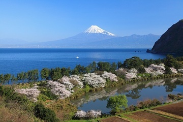 写真：平成29年度富士山と桜部門準特選1