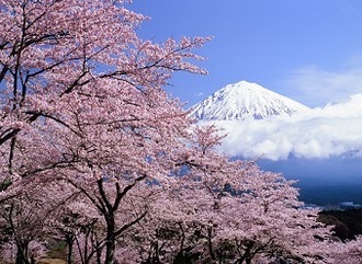写真:平成29年度富士山と桜部門入選4