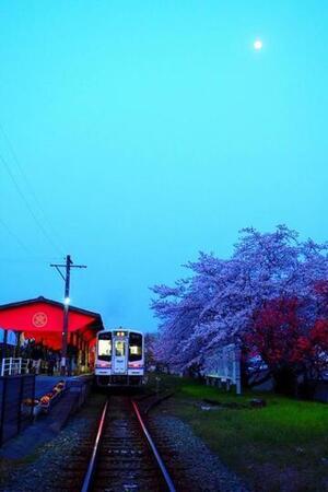 写真：平成30年度静岡県内の桜部門準特選2