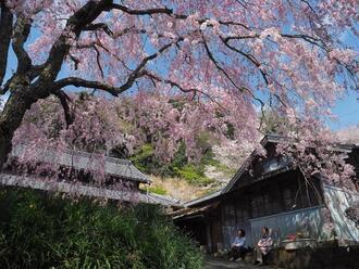 写真:平成30年度静岡県内の桜部門入選1
