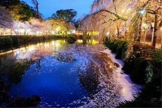 写真:平成30年度静岡県内の桜部門入選2