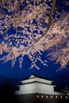 写真:平成30年度静岡県内の桜部門入選3