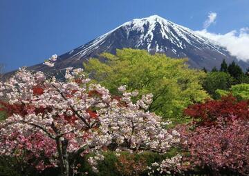 写真：平成30年度富士山と桜部門準特選1