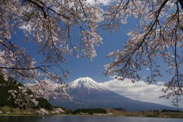 写真：平成30年度富士山と桜部門準特選2