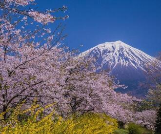 写真:平成30年度富士山と桜部門入選2