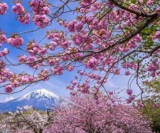 写真:平成30年度富士山と桜部門入選3