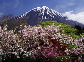 写真:平成30年度富士山と桜部門入選4