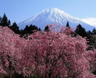 写真:平成30年度富士山と桜部門入選5
