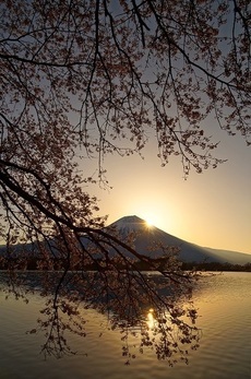 写真：令和元年度富士山と桜部門準特選1