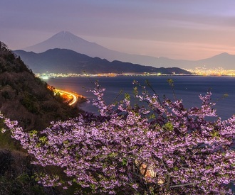 写真：令和元年度富士山と桜部門入選4