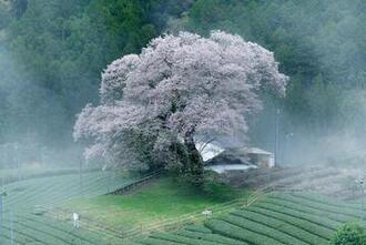 写真：令和2年度桜の風景部門準特選2