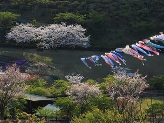 写真:令和2年度桜の風景部門入選1