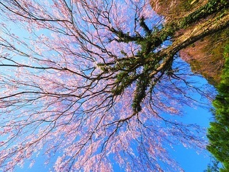 写真:令和2年度桜の風景部門入選4