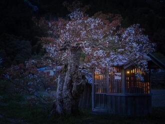 写真:令和2年度桜の風景部門入選5