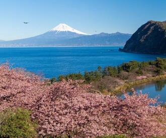 写真:令和2年度富士山と桜部門入選2