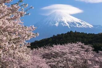 写真:令和2年度富士山と桜部門入選3