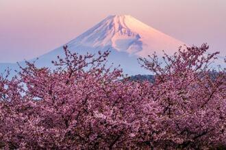 写真:令和2年度富士山と桜部門入選4