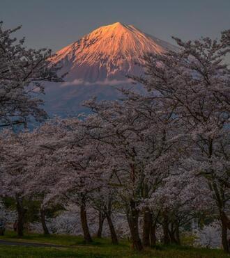 写真:令和2年度富士山と桜部門入選5