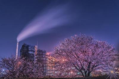 写真：令和3年度桜の風景部門特選