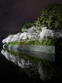 写真:令和3年度桜の風景部門入選3
