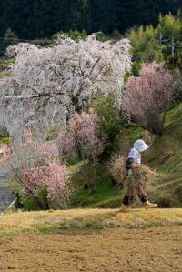 写真:令和3年度桜の風景部門入選4