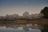 写真:令和3年度桜の風景部門入選5
