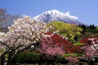写真：令和3年度富士山と桜部門入選1