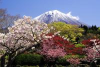 写真:令和3年度富士山と桜部門入選1