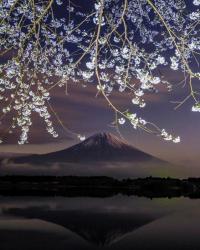 写真:令和3年度富士山と桜部門入選3