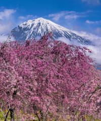 写真：令和3年度富士山と桜部門入選4