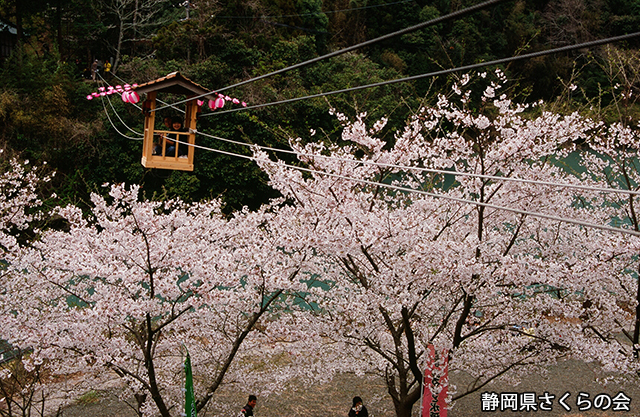 写真：静岡県さくらの会さくらの会写真コンクール平成21年度静岡県内の桜部門入選「春の野猿」