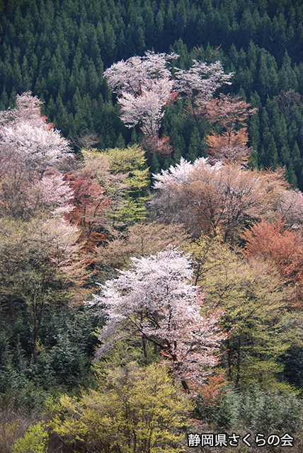 写真：静岡県さくらの会さくらの会写真コンクール平成21年度静岡県内の桜部門準特選「山桜咲く頃」