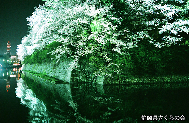 写真：静岡県さくらの会さくらの会写真コンクール平成21年度静岡県内の桜部門入選「彩彩」