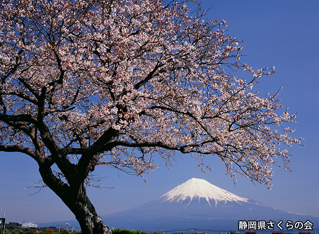 写真：静岡県さくらの会さくらの会写真コンクール平成21年度富士山と桜景観部門入選「恋桜八分咲き」