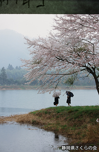 写真：静岡県さくらの会さくらの会写真コンクール平成21年度静岡県内の桜部門入選「春雨情」