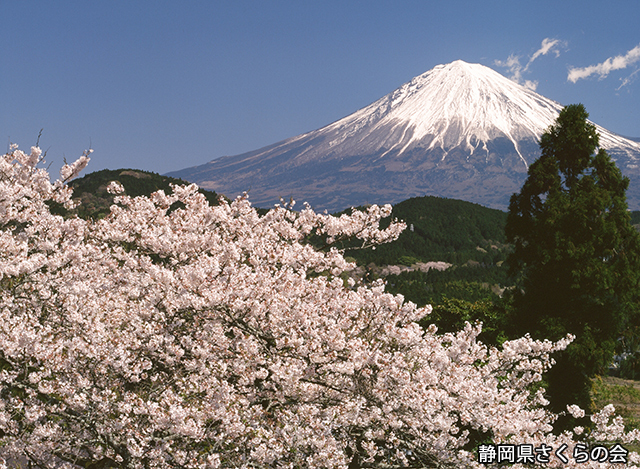 写真：静岡県さくらの会さくらの会写真コンクール平成20年度富士山と桜景観部門入選「桜と富士」