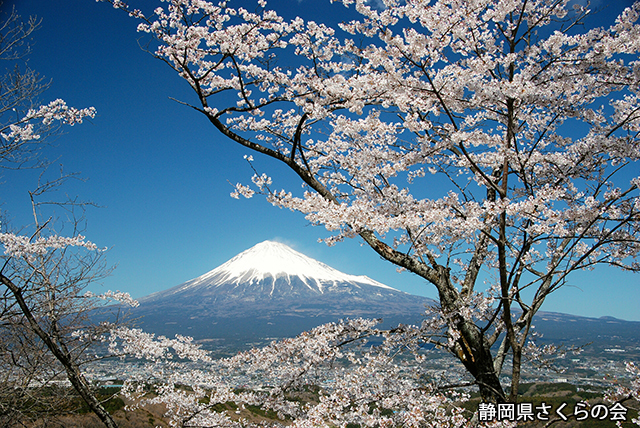 写真：静岡県さくらの会さくらの会写真コンクール平成20年度富士山と桜景観部門入選「快晴の春」