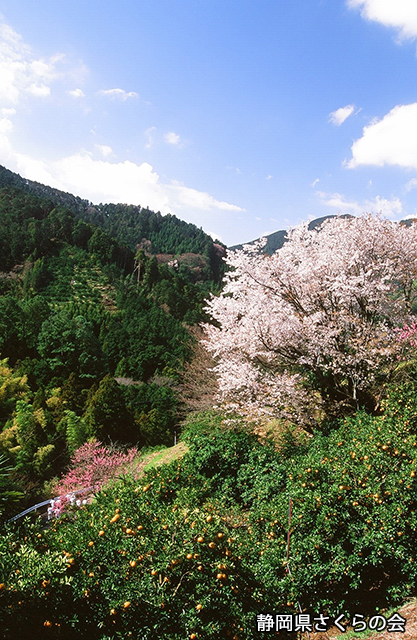 写真：静岡県さくらの会さくらの会写真コンクール平成20年度静岡県内の桜部門入選「春景」