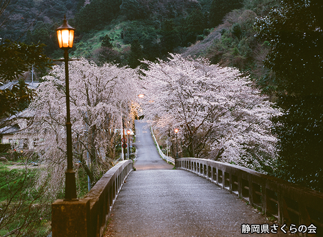 写真：静岡県さくらの会さくらの会写真コンクール平成20年度静岡県内の桜部門準特選「みおりの桜」