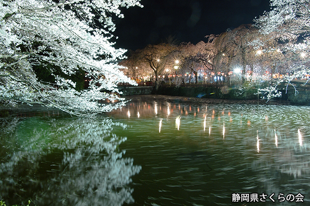 写真：静岡県さくらの会さくらの会写真コンクール平成20年度静岡県内の桜部門特選「水面咲く頃」