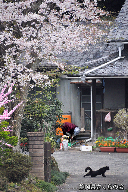 写真：静岡県さくらの会さくらの会写真コンクール平成20年度静岡県内の桜部門入選「のどかな春の日」