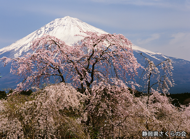 写真：静岡県さくらの会さくらの会写真コンクール平成20年度富士山と桜景観部門入選「シダレ桜の共演」