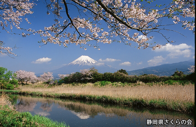 写真：静岡県さくらの会さくらの会写真コンクール平成20年度富士山と桜景観部門入選「春景」