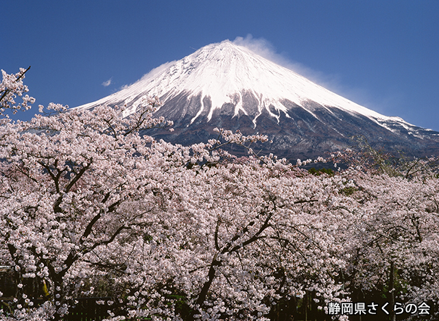 写真：静岡県さくらの会さくらの会写真コンクール平成20年度富士山と桜景観部門準特選「競演の春」