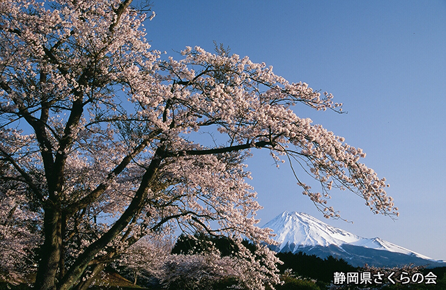 写真：静岡県さくらの会さくらの会写真コンクール平成20年度富士山と桜景観部門入選「桜と富士山」
