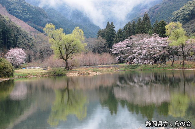 写真：静岡県さくらの会さくらの会写真コンクール平成20年度静岡県内の桜部門入選「雨上がる」