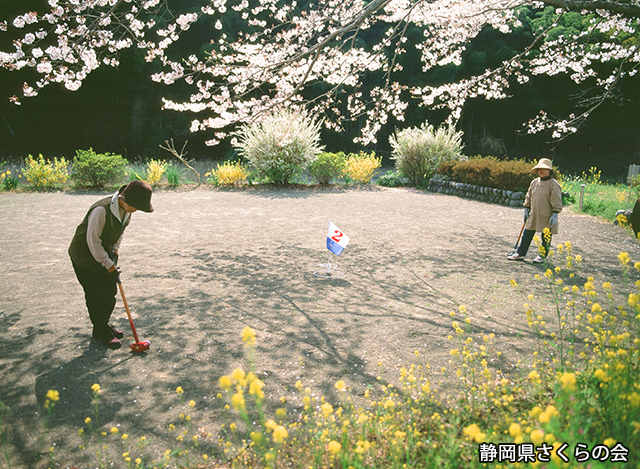 写真：静岡県さくらの会さくらの会写真コンクール平成20年度静岡県内の桜部門入選「春悠悠」