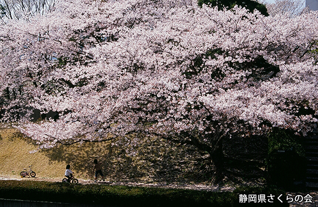写真：静岡県さくらの会さくらの会写真コンクール平成20年度静岡県内の桜部門入選「爛漫」