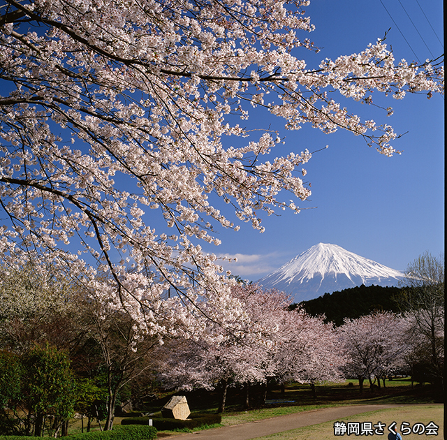 写真：静岡県さくらの会さくらの会写真コンクール平成20年度富士山と桜景観部門入選「花見の頃」