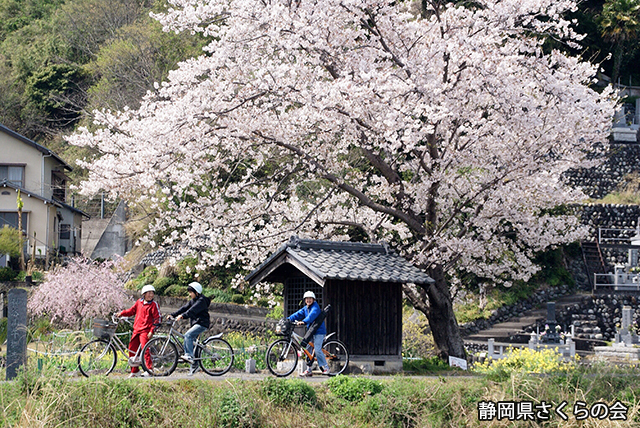 写真：静岡県さくらの会さくらの会写真コンクール平成20年度静岡県内の桜部門入選「春の小径」